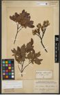 Foto von Salix waldsteiniana Willd.